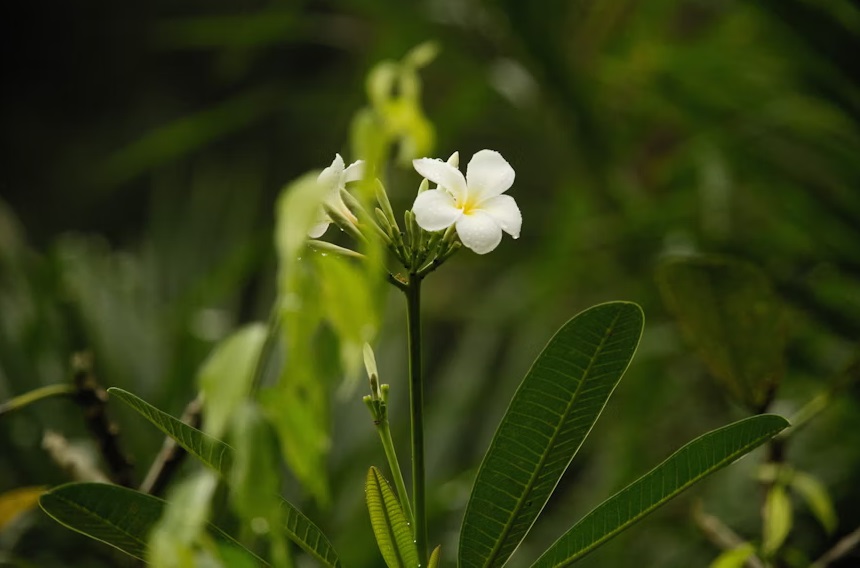 High-Quality Ashwagandha Extract