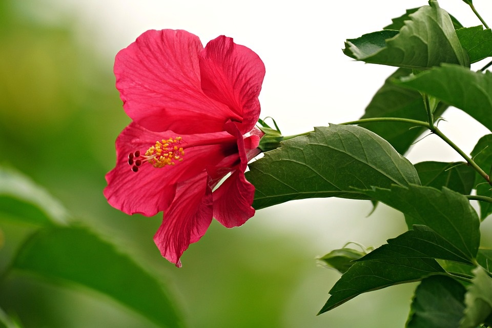 Vibrant Hibiscus Flower Extract